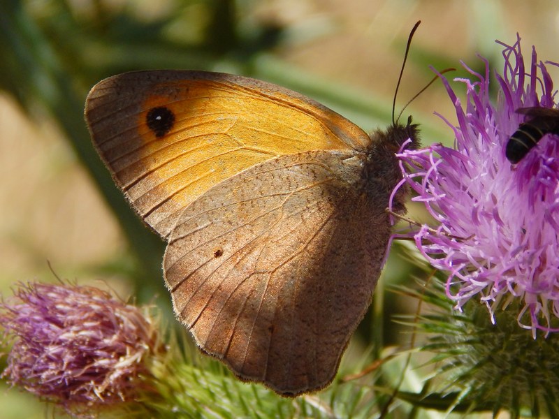 Maniola jurtina hispunilla